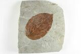 Fossil Leaf (Beringiaphyllum) - Montana #201327-1